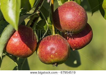 Pears