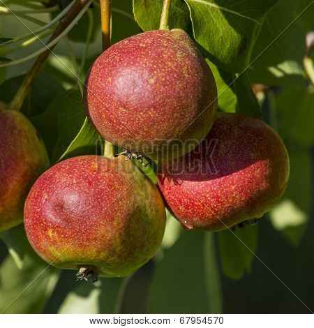 Pears