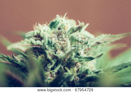 Cannabis Bud