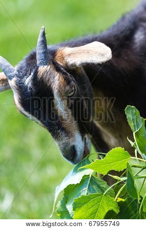 Farm Goat