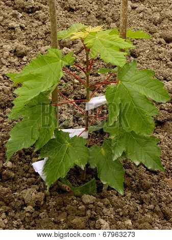 sugar maple sapling twelve-fourteen weeks from germination
