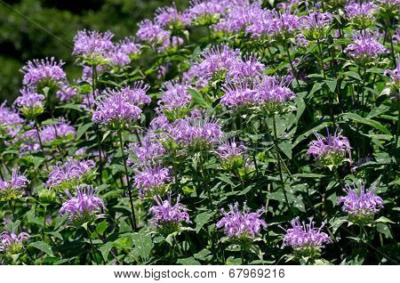 Bee Balm