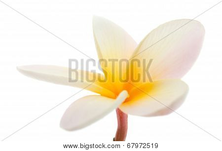 Frangipani