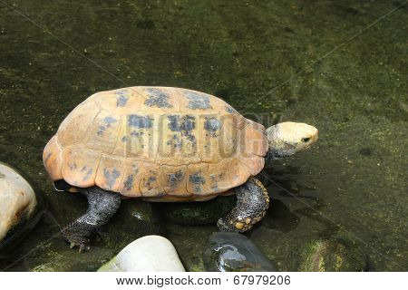 Picture Of Turtle In Chiang Mai Zoo