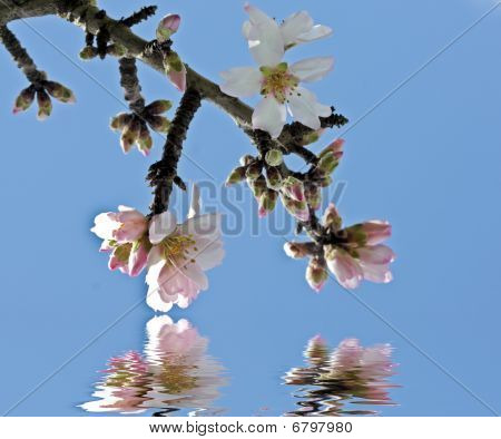 Mandelblüte