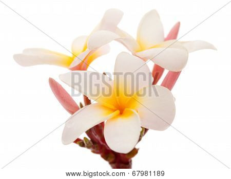 Frangipani