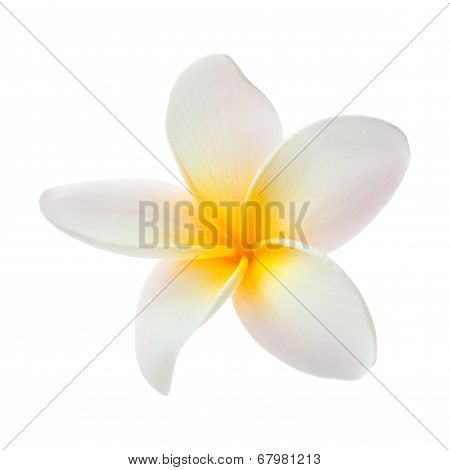 Frangipani