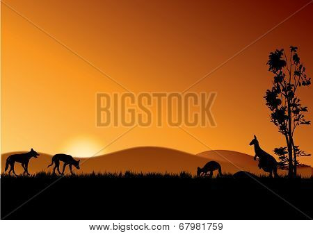 Dingo And Kangaroos In Sunset