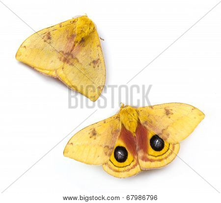 Io Moth
