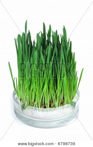Verde erba che cresce nel posacenere