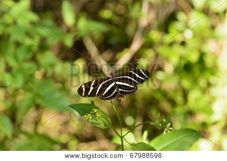 Zebra Longwing Butterfly In A Sub-tropical Forest