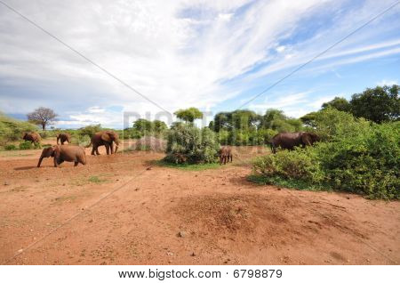 Paysage africain avec les éléphants
