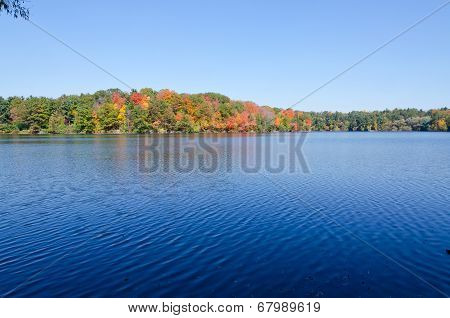 Forest Lake
