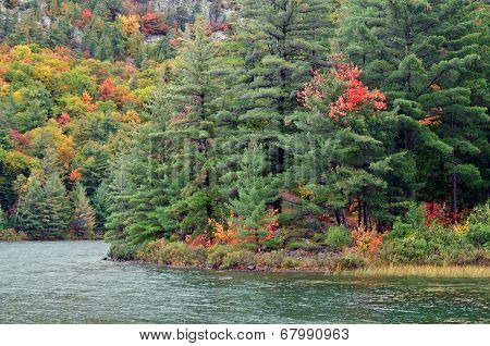 Forest Lake