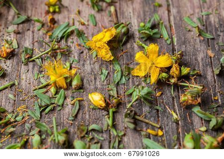 Hypericum Perforatum