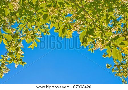 Background  With Bird-cherry Leaves
