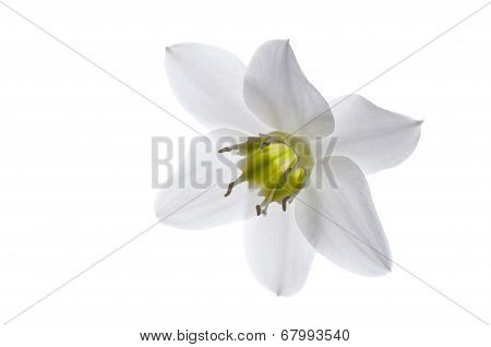 White Lily