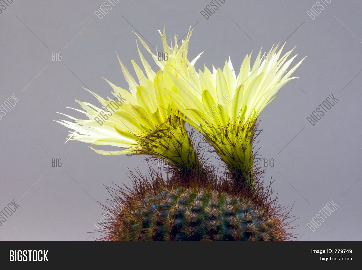 Image Preview