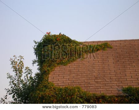 Vinecovered Cottage Dach
