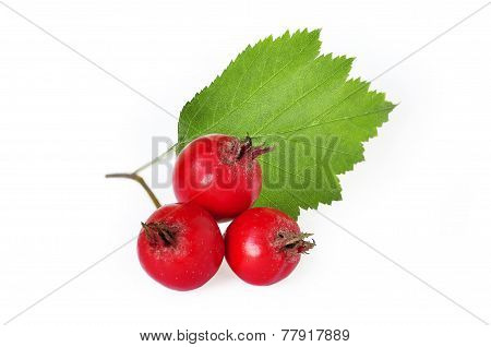 Hawthorn Isolated On White Background