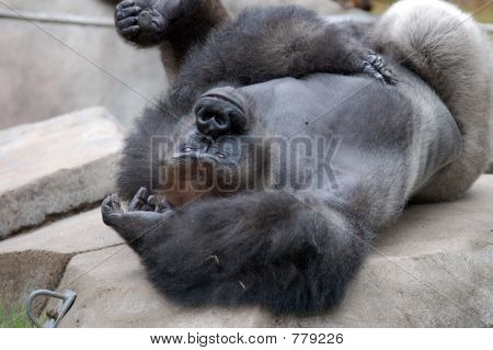 Gorilla spelen