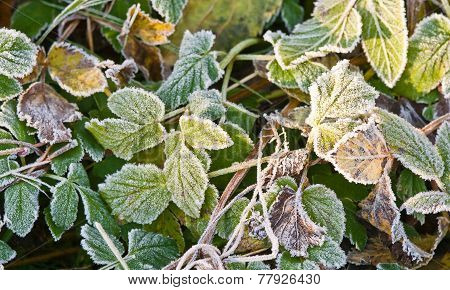 Hoarfrost On Leaves