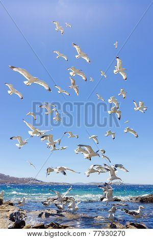 Swarm Of Flying Sea Gulls