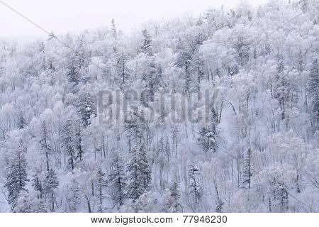 The Snow White Tree, Hokkaido, Japan
