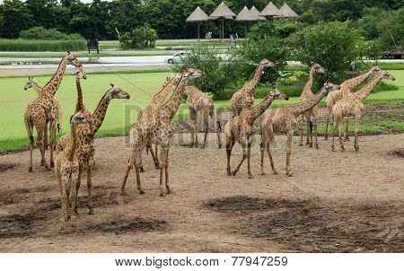 giraffes in the zoo safari park