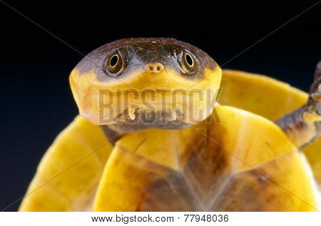 Amazon toad-headed turtle