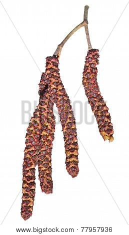 Catkins Of Alder