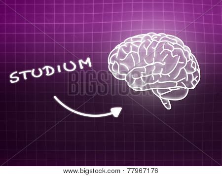 Studium Brain Background Knowledge Science Blackboard Pink