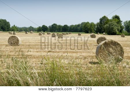 Palle di fieno sul campo.