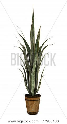 Sansevieria On White