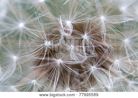Dandelion Seed Close Up