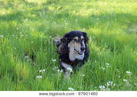 Dog Relaxing in Spring Grass