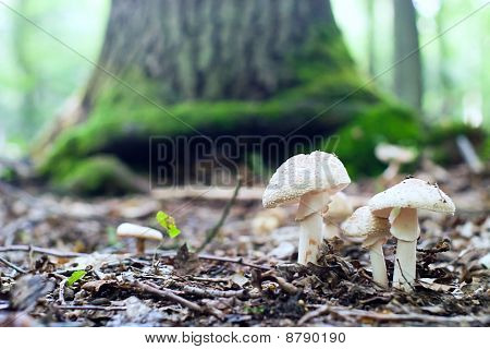 Mushroom