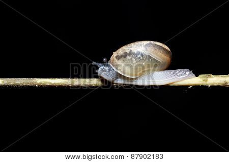 Snail on a tree in the forest