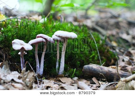 Mushroom