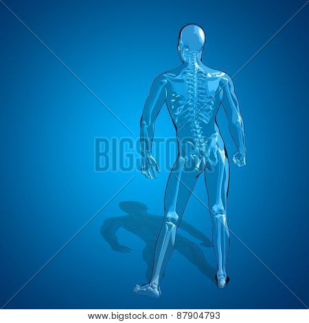 Concept or conceptual 3D human man or male skeleton pain or ache anatomy transparent body, blue background