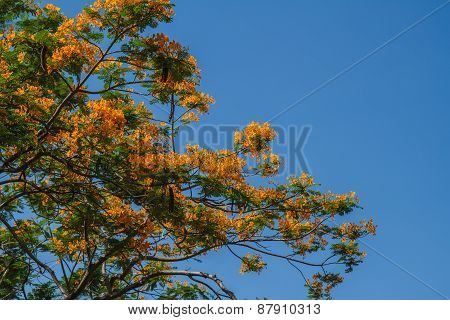 Peacock Flower