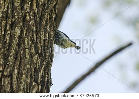 Nuthatch, Sitta europaea, single bird on tree