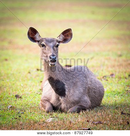 Female of the Sambar deers. 