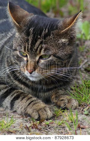 Hunting cat