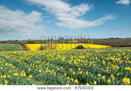 Daffodil Fields