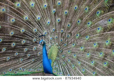 Peacock Spreading Tail