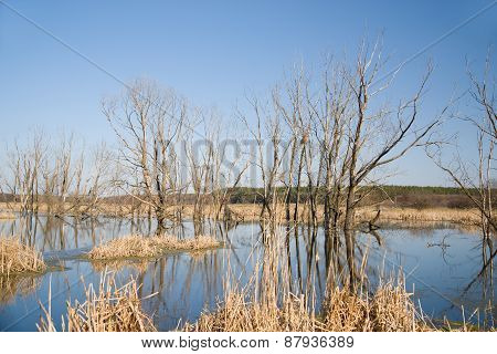 Old Trees On The Bank Of The River In The Spring Against The Blue Sky