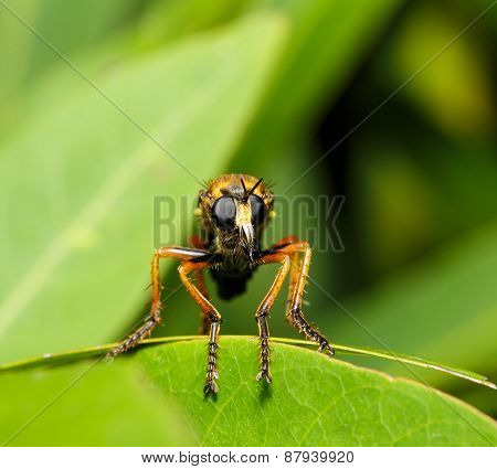 Asilidae Robber Fly In Face Close Up