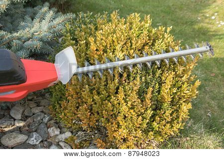 Cutting Wintergreen Plant By Electric Fence Scissors.