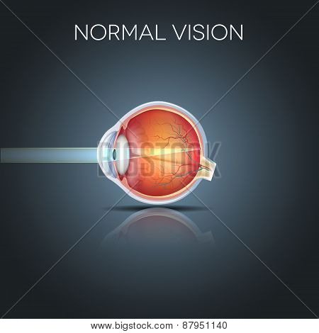 Normal Eye Vision